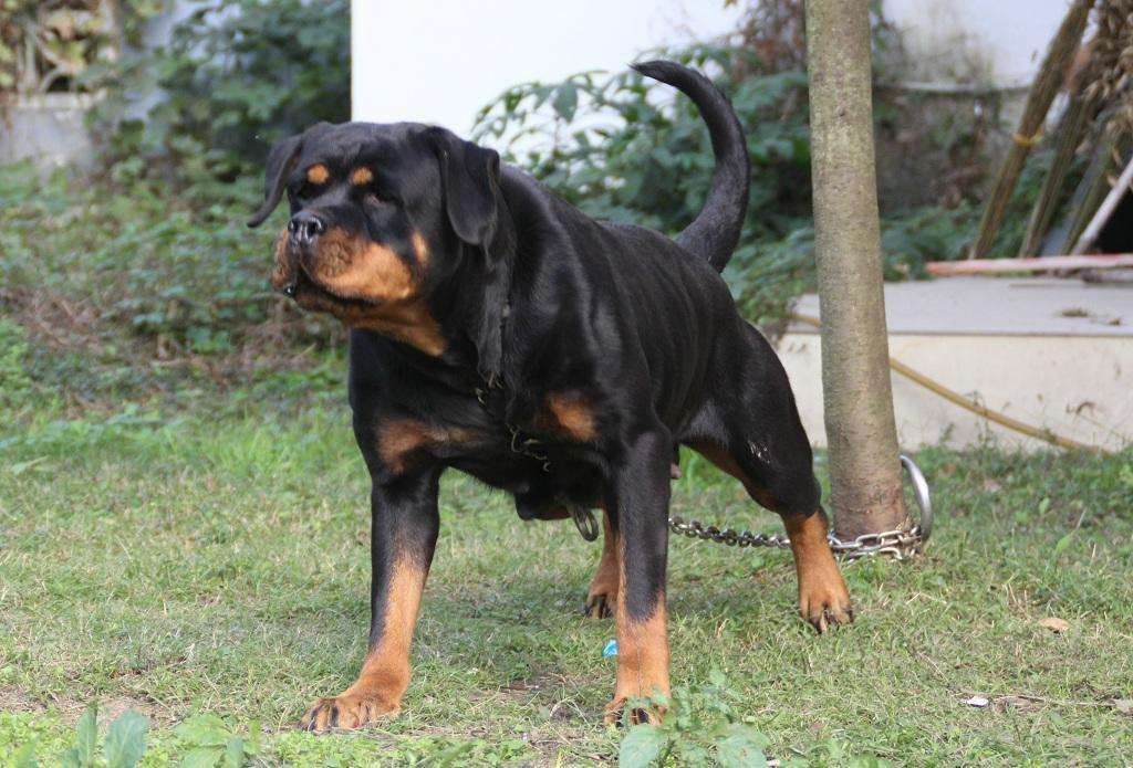 宠物,罗威纳犬