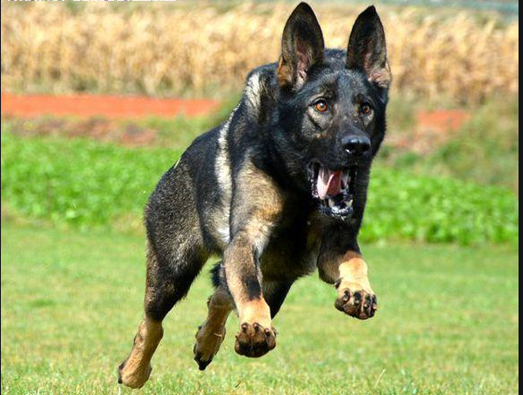 狼犬,中国人民解放军,警犬