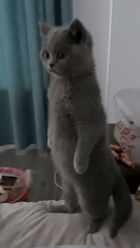 这些站起来的猫咪,像极了吃瓜的你