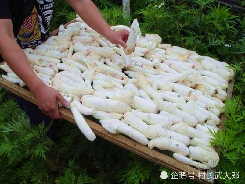 只产竹林深处,唐朝便有食用记载,是民间"草八珍"之一,有长短之分