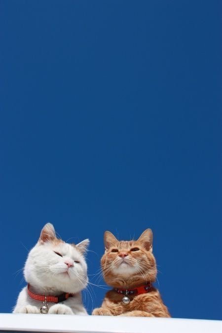 猫咪的夏日天空,好治愈啊