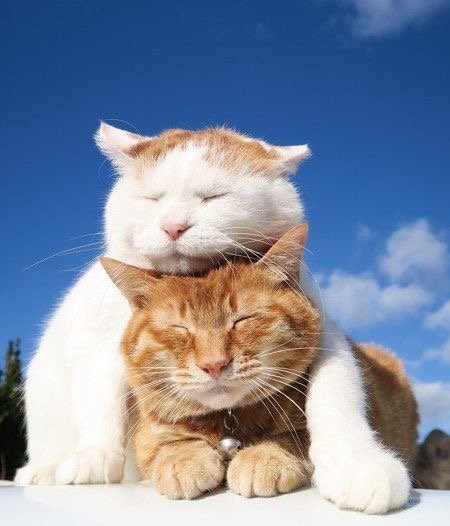 猫咪的夏日天空,好治愈啊