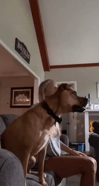 哈士奇在车上是怎么睡觉的 卧槽这姿势…舒服 哈哈哈这睡相配得上它的