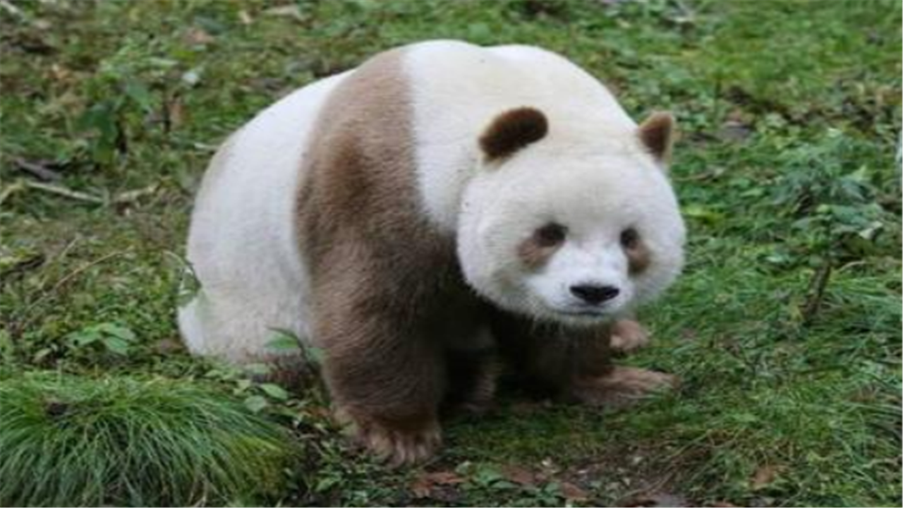 大熊猫七仔:哥是熊猫界,唯一一只拥有彩色照片的熊!