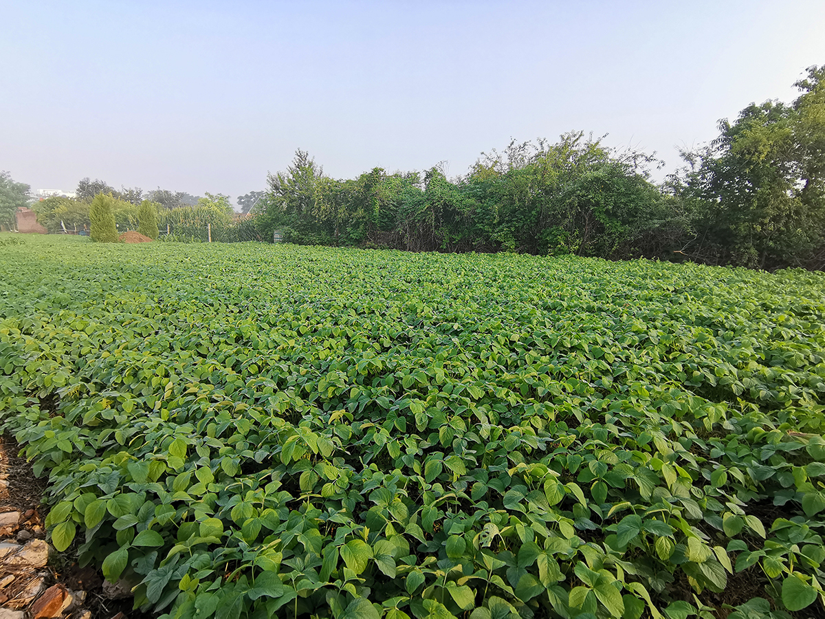 安徽与河南交界,种植风格迥然不同:大豆种植差数月