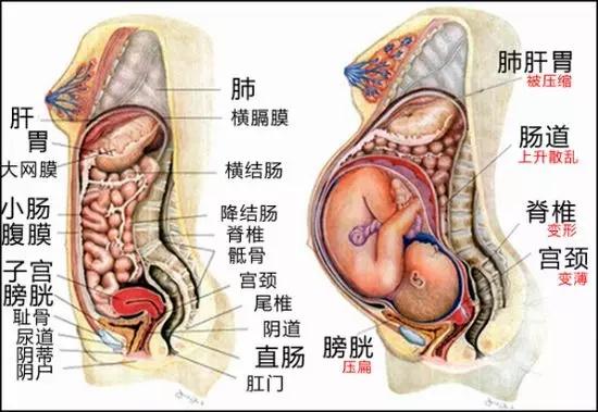 胎儿一天天的成长,孕妇的内脏都去哪儿了?一组图感受妈妈的艰辛