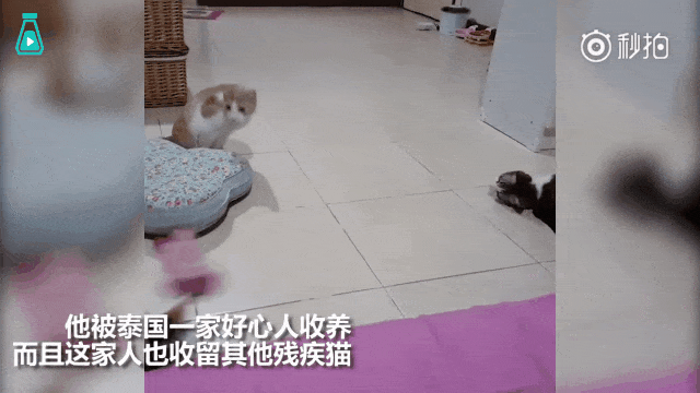 purrasicduck:它原本是一只流浪猫,冬天钻进车里取暖,被烫伤不得不