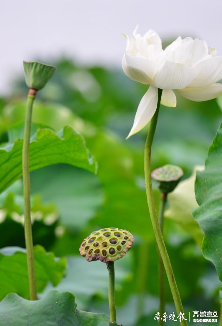 大明湖荷花节:首批莲子刚长成