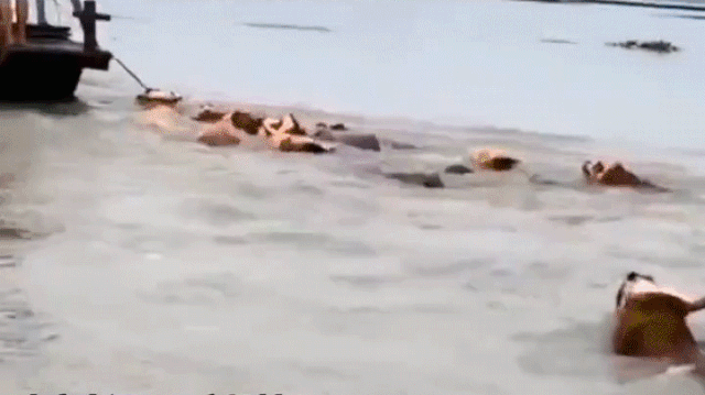 安徽人，不傻！