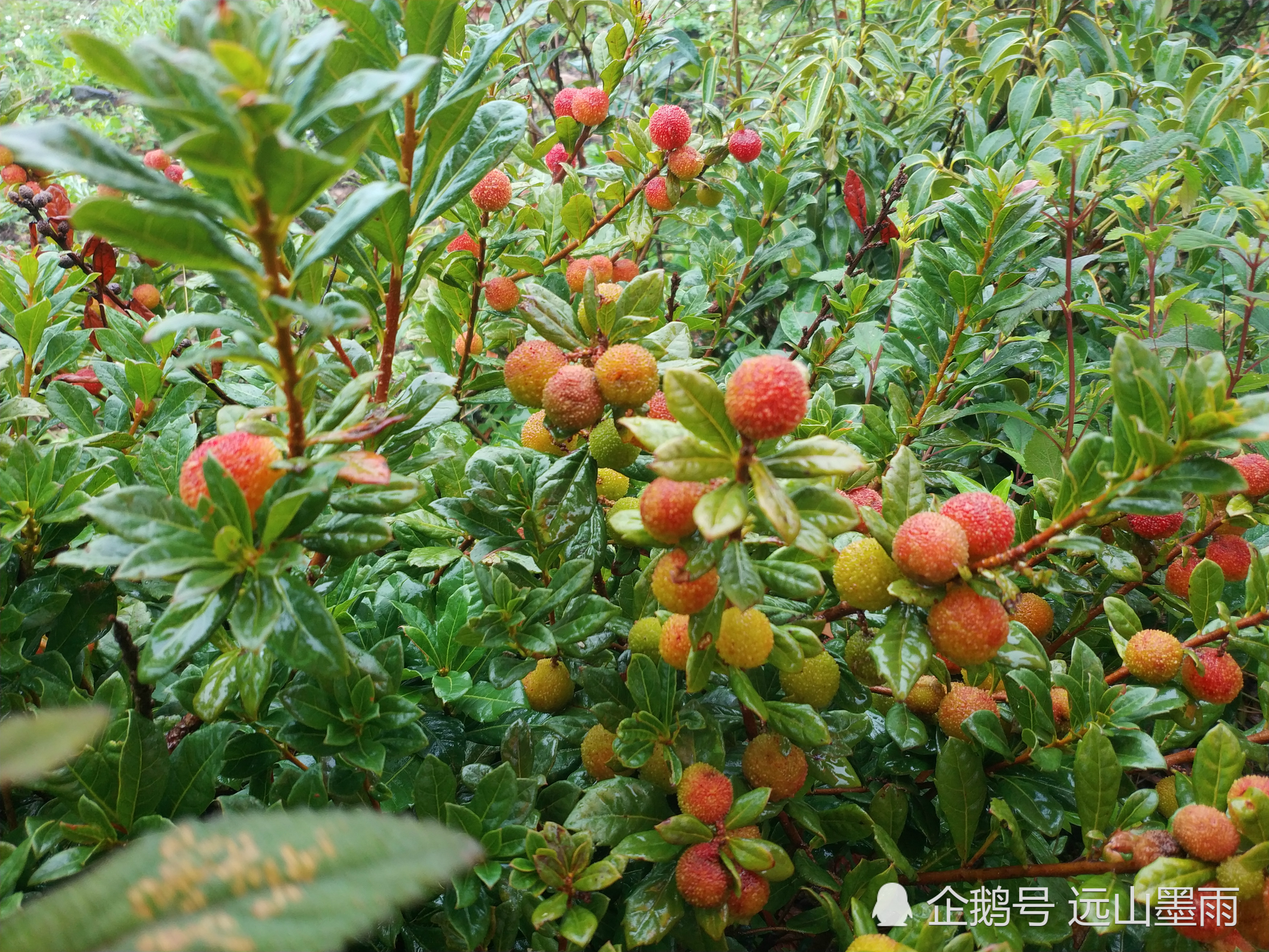 三尖山,富民县,昆明