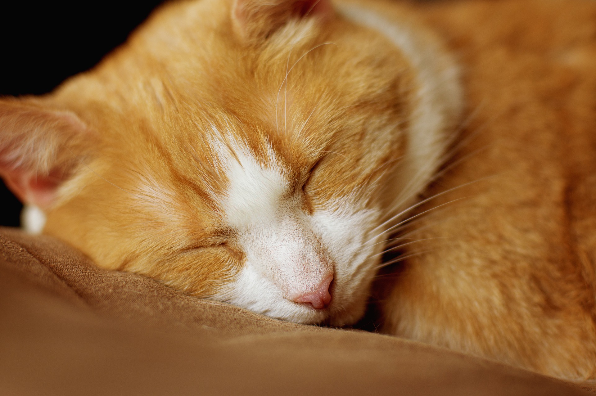 关于猫咪睡觉的5个有趣的小知识