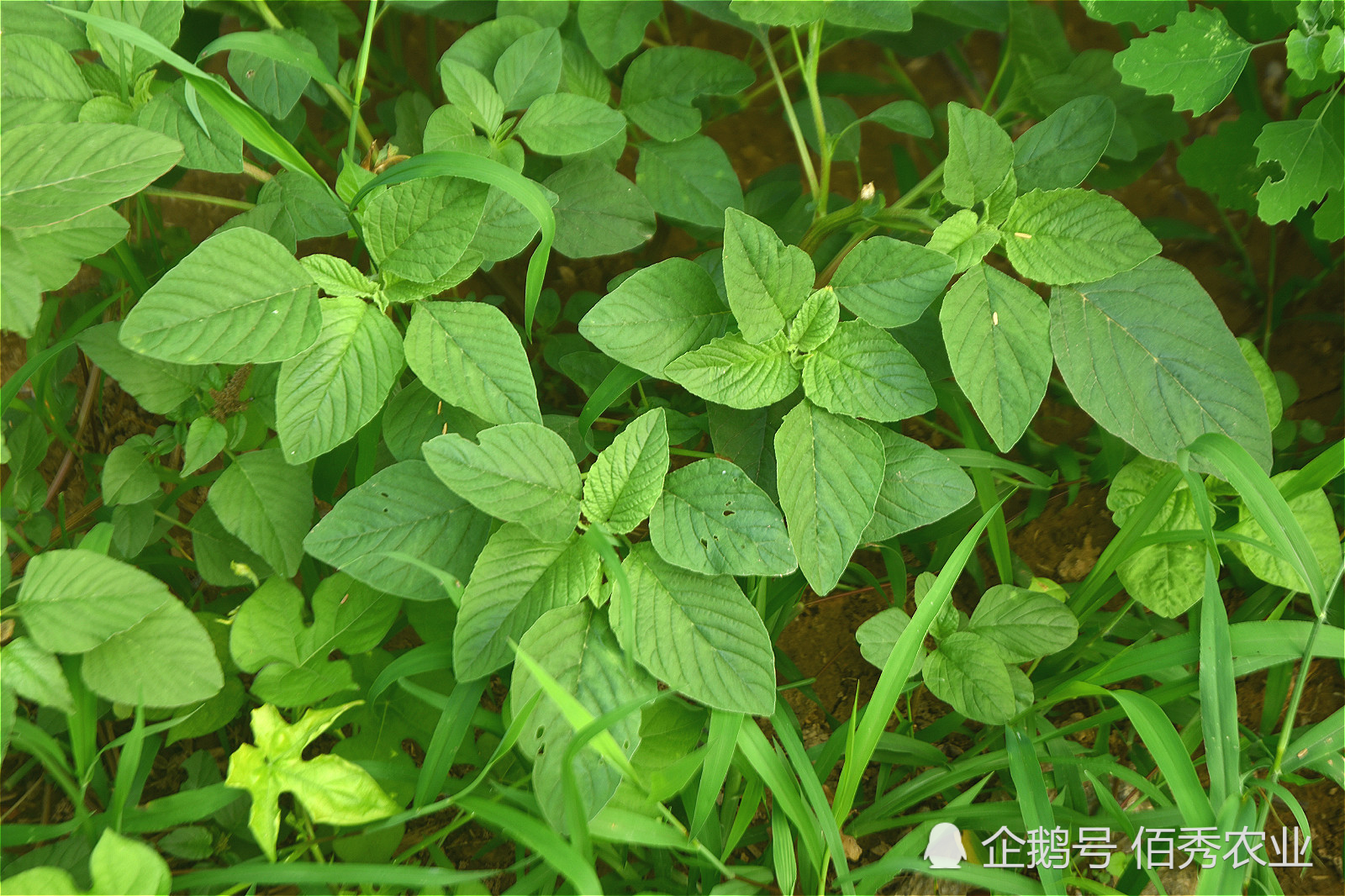 蔬菜,苋菜,反枝苋,农村,农民