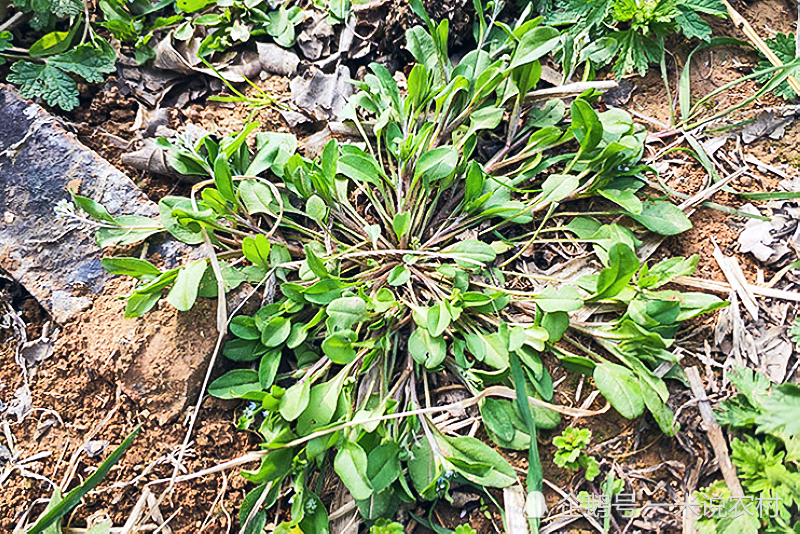 野菜,附地菜,农村