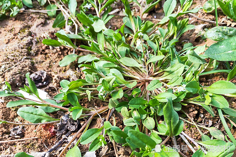 野菜,附地菜,农村