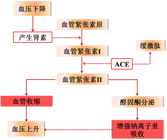 治疗高血压,卡托普利,药物,血管紧张素转化酶,原发性高血压,acei