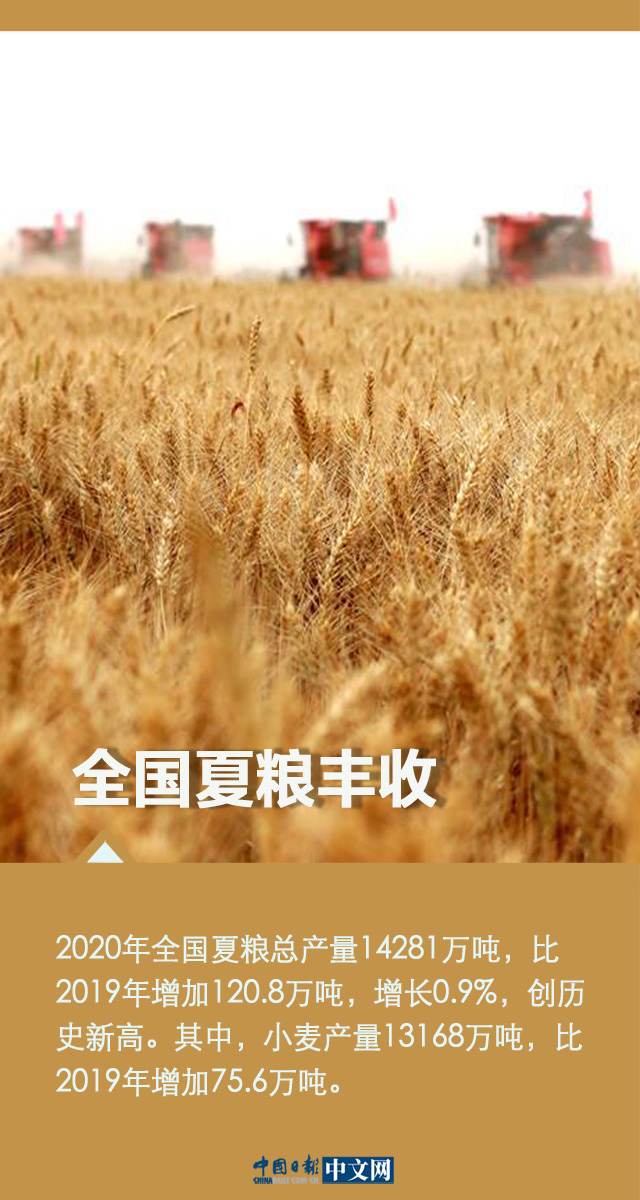 【海报】我国夏粮十七连丰 确保粮食安全 我们有底气