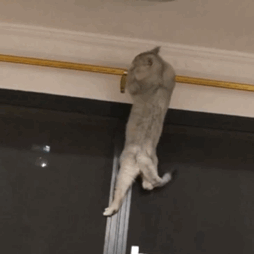 猫咪:铲屎官,你在哪里,你家猫要出大问题了,赶紧来救驾!