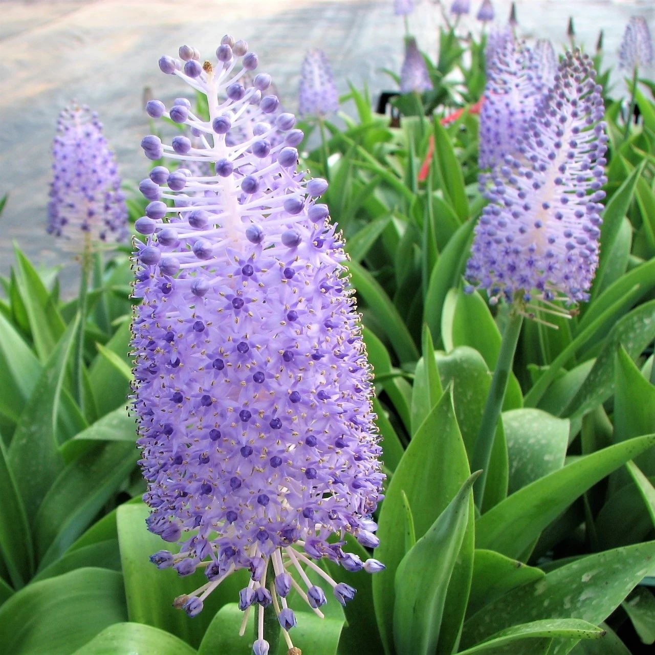 番红花,曼珠沙华,鳞茎,风信子,花朵