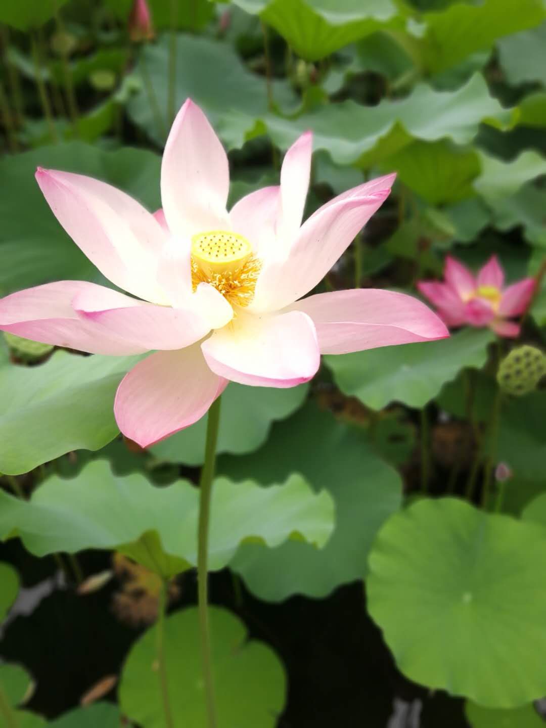 最美不过荷花