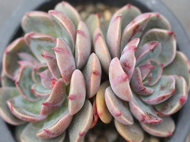 多肉植物,多肉圣路易斯,圣路易斯养护