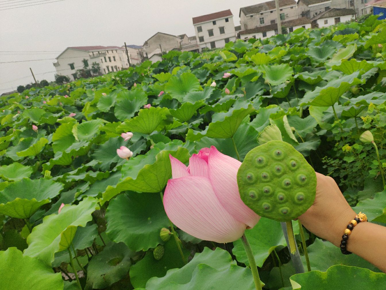 夏日里的荷花妖艳,莲子最香甜可口