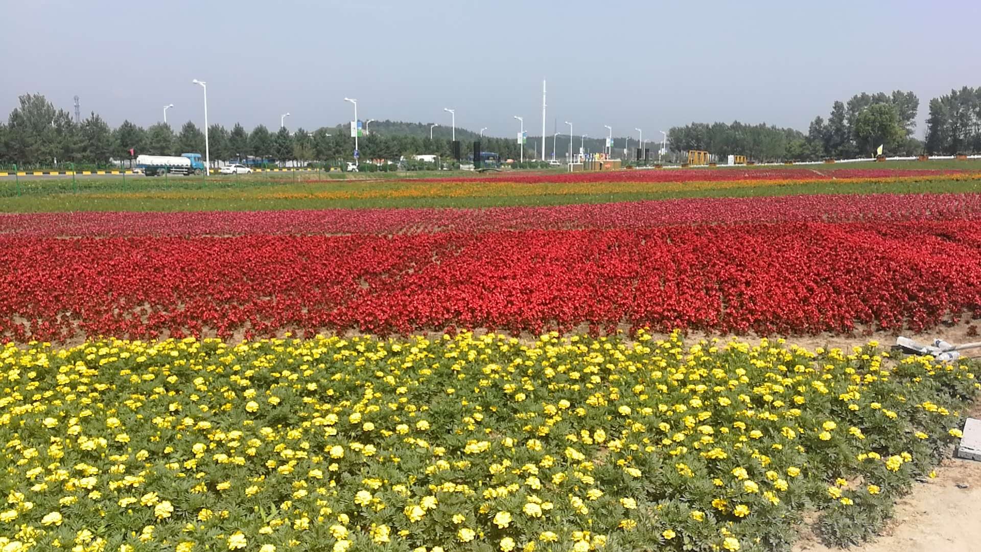 来长春莲花山50元看花海,不香吗?