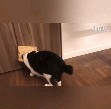 嘴巴自带ω的奶牛猫有多可爱?看完差点忘了它是猫中二哈!_腾讯网
