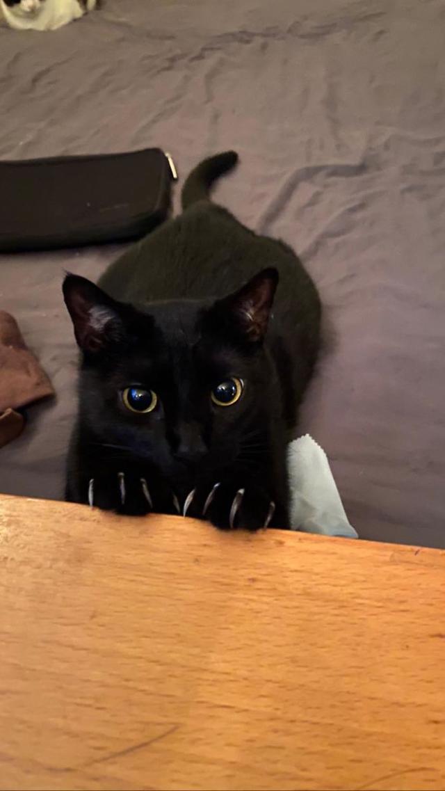 猫咪,爪子,搞笑,可爱,有趣