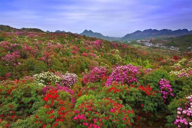 毕节,贵州,九洞天,鸡鸣三省,百里杜鹃,旅游景区