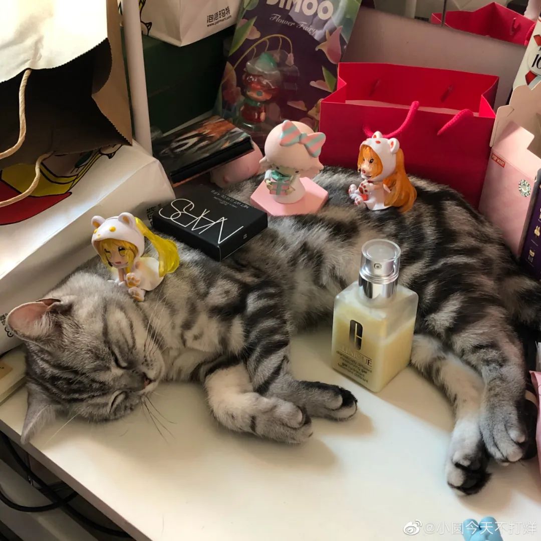 好好的小猫咪，为什么能睡成死猪？答案竟然是……