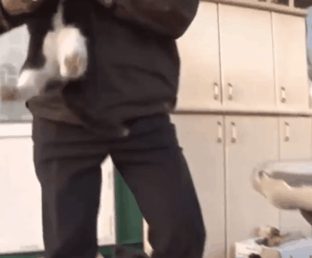 屋外失火,流浪猫