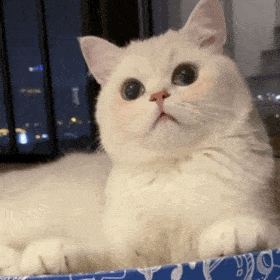 网红表情包 腾讯网