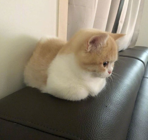 揣手手的小奶猫这是不开心了