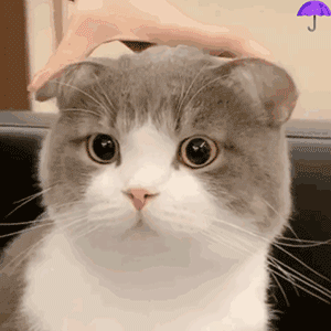 网红猫咪表情包合集