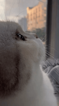 小猫咪盛世美颜侧脸杀_腾讯新闻