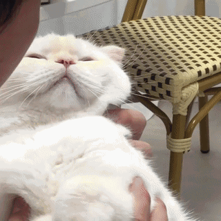 猫主子的心理疾病：我调皮捣蛋，只是想要你的爱