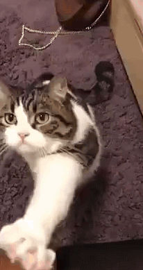 橘猫路边戴墨镜卖爆米花,是霸道总裁没错了_腾讯新闻