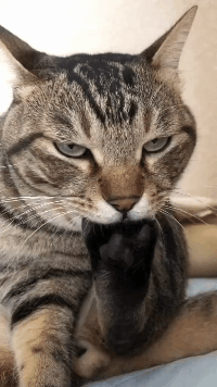 软萌可爱的小猫咪背地里竟是舔脚大汉!
