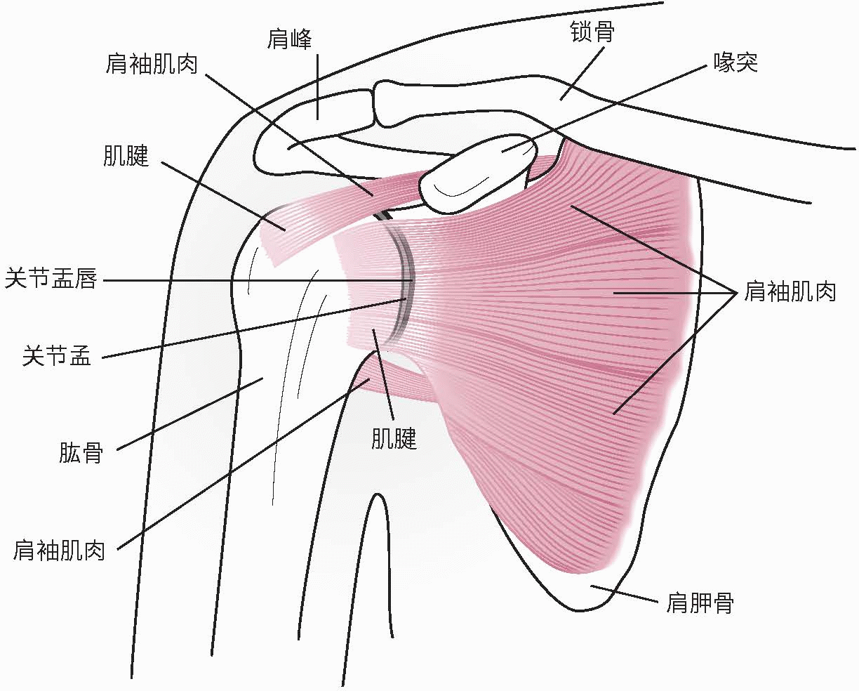 健康,稳定的肩膀,5种训练让你运动功能大大改善