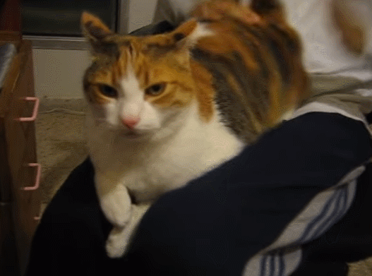 ></p></a>屁股>头>肩胛骨和胸部>前爪和尾巴>摸后半部分身体>后肢>肚子!