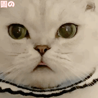 表情包小可爱猫咪表情包