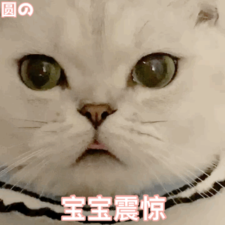 表情包小可爱猫咪表情包