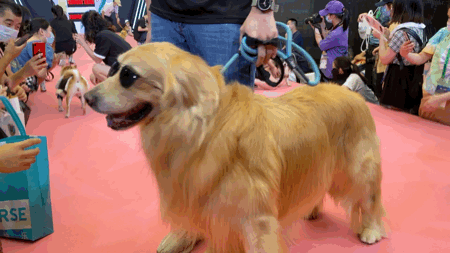 娇俏蝴蝶犬乖乖走完全场定点拍照帅就可以了小柴柴调皮耍赖求抱上场