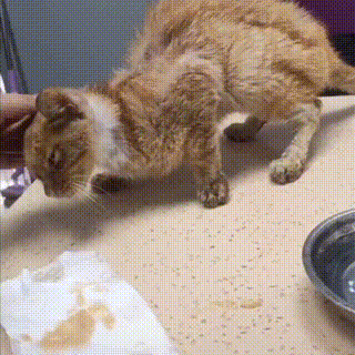 瘦成纸片的流浪橘猫被收留后猫粮吃到撑半个月后大变样