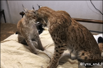 战斗民族一直以彪悍著称,饲养的宠物也都很特别,养狮子豹子都不会让