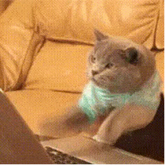 表情包可爱丨抖音表情包动图摇头0625期