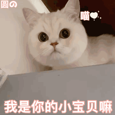 微信可爱聊天表情包爱了爱了