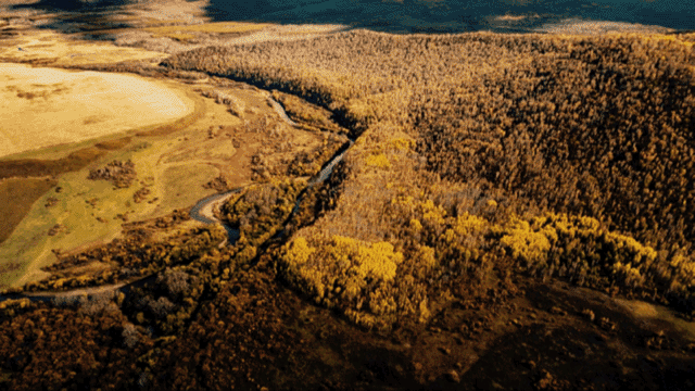 牧色草原五彩森林2020给你双手可触碰的呼伦贝尔秋天