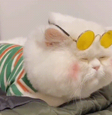 猫咪表情包猫咪头像