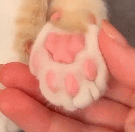 我舔了一口猫爪,猫会觉得我是变态吗?